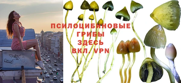 прущие грибы Заводоуковск